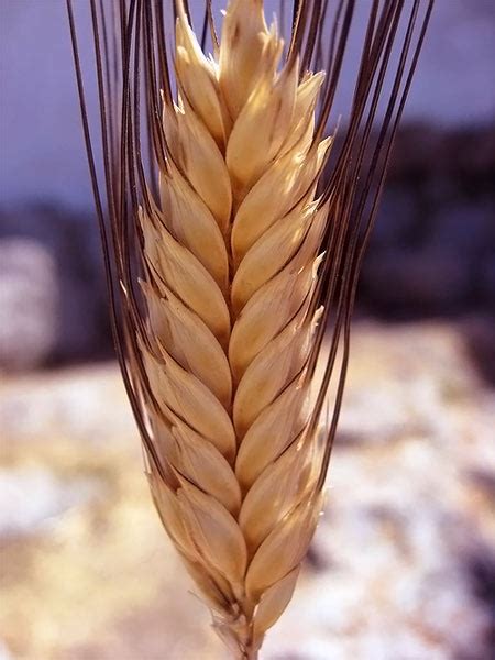 buğday başağı anlamı